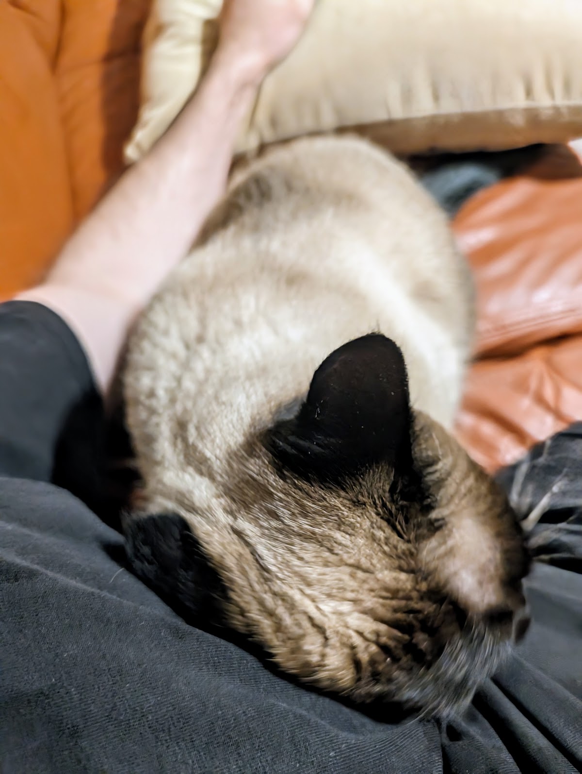 Дома с котом — уют и спокойствие